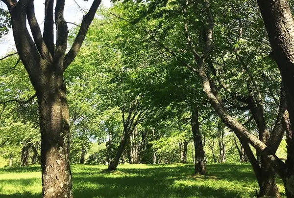 丸山公園