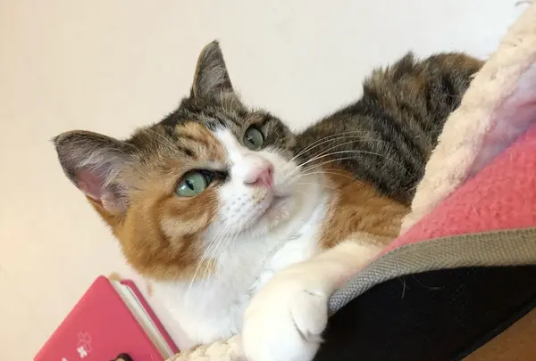麻生 猫カフェ 福猫茶房