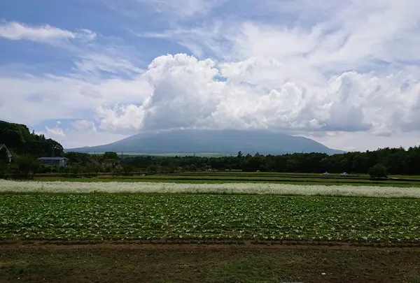山中湖花の都公園