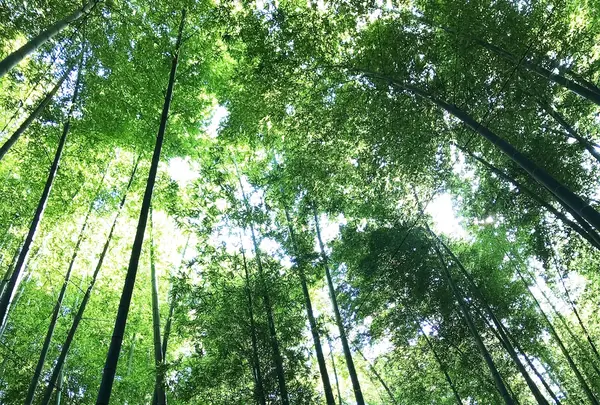 報国寺（竹寺）