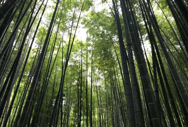 報国寺（竹寺）
