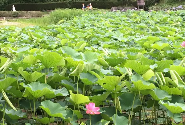 蓮華寺池公園