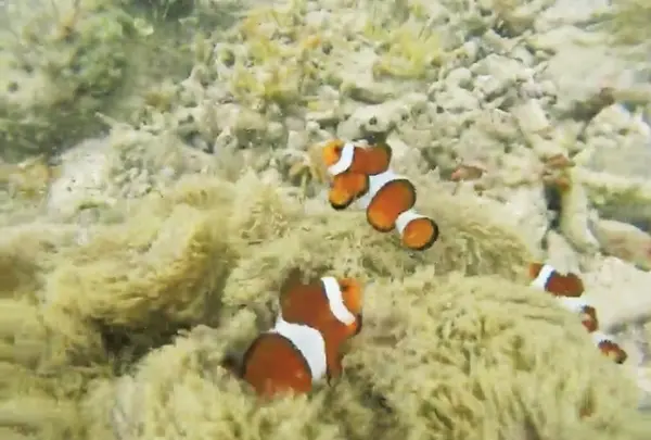 ヤドリ浜自然海水浴場