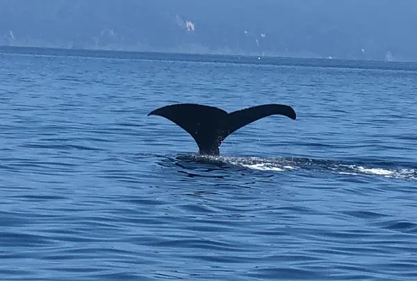 観光船・民宿はまなすの写真・動画_image_408094