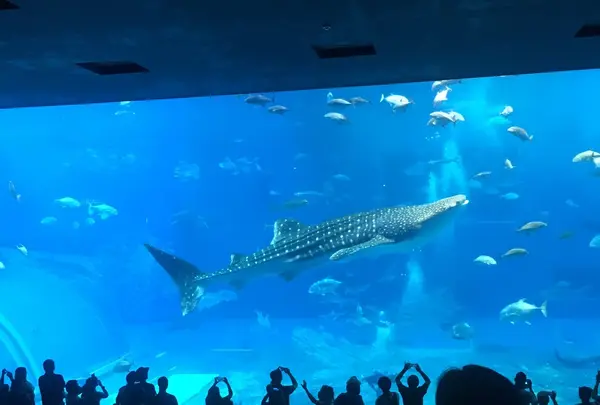 沖縄美ら海水族館