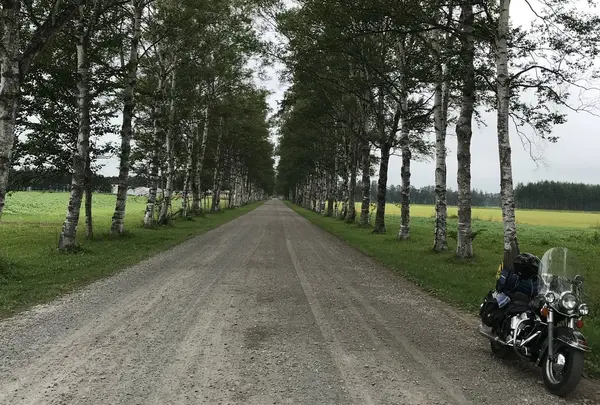 十勝牧場 白樺並木道