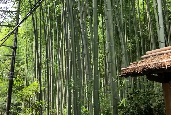 嵯峨野 竹林の道の写真・動画_image_410230