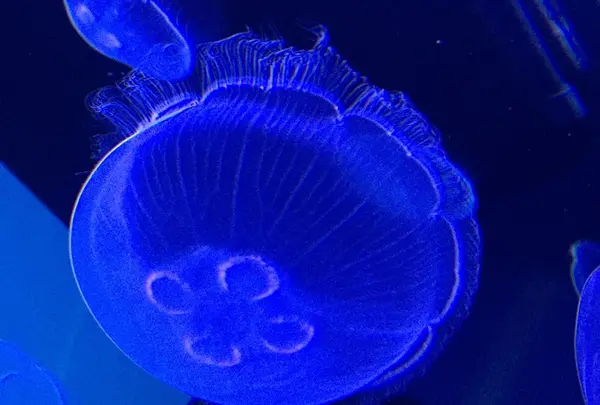 すみだ水族館の写真・動画_image_411174