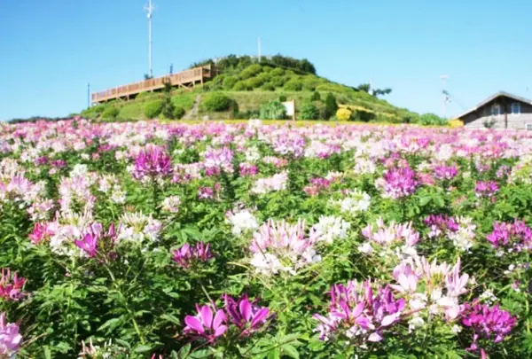 あわじ花さじき
