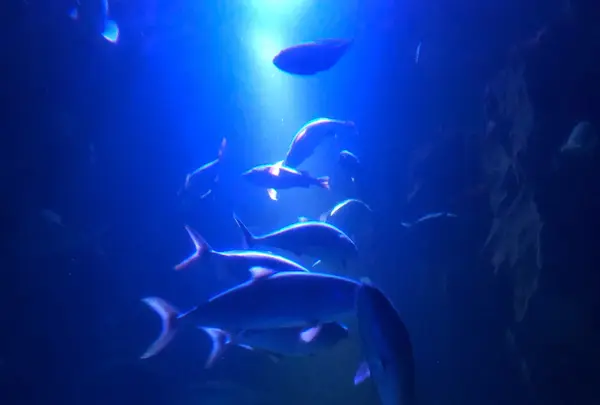 下関市立しものせき水族館・海響館