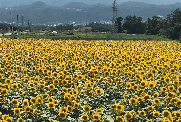 明野のひまわり畑