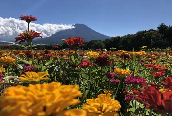 山中湖花の都公園