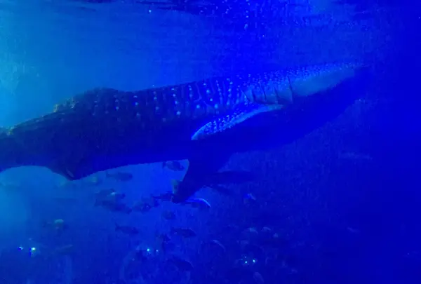 のとじま臨海公園水族館