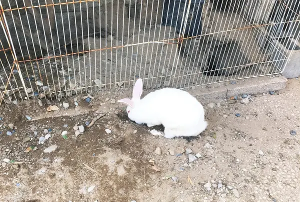 月うさぎの里