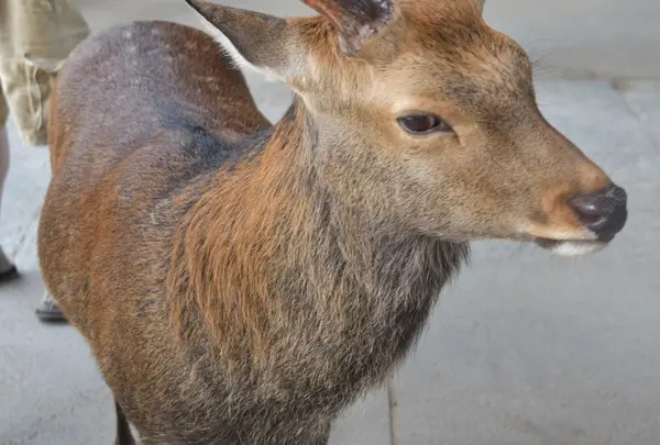 奈良公園