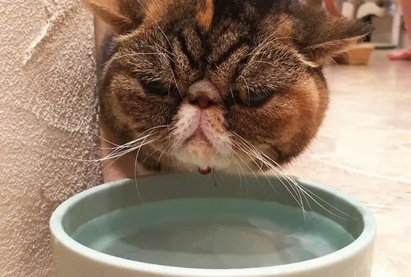 Cat cafe てまりのおしろ