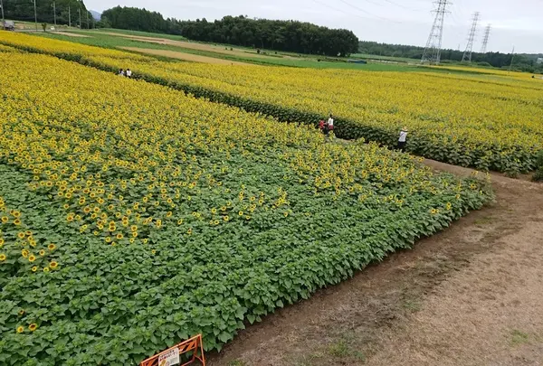 那珂総合公園付近のひまわり畑