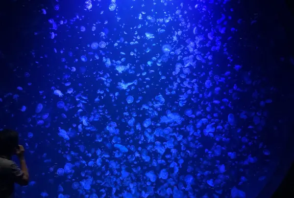 加茂水族館