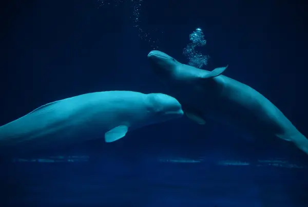 しまね海洋館アクアスの写真・動画_image_415906