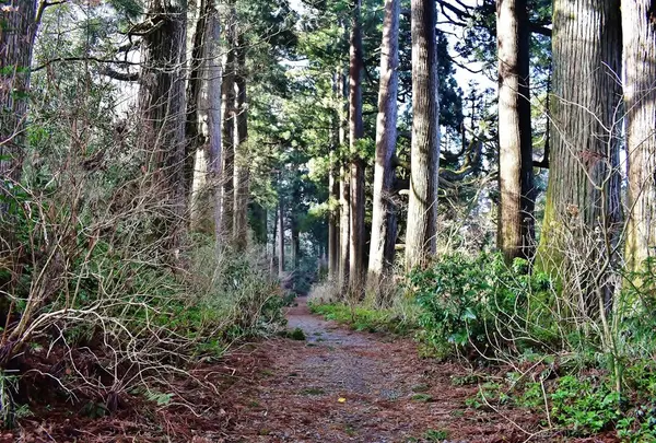 旧東海道 箱根宿の杉並木