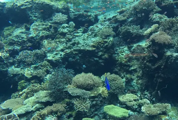 沖縄美ら海水族館