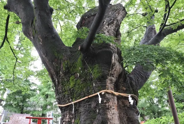 今宮神社