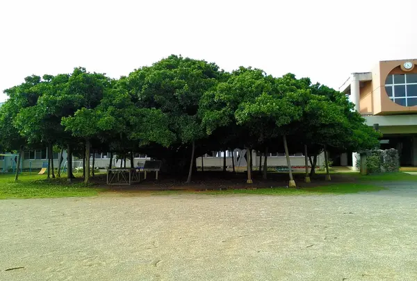 国頭小学校のガジュマル