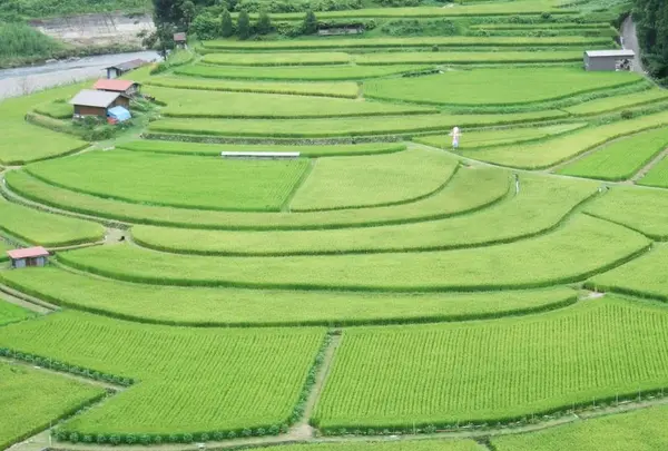 あらぎ島
