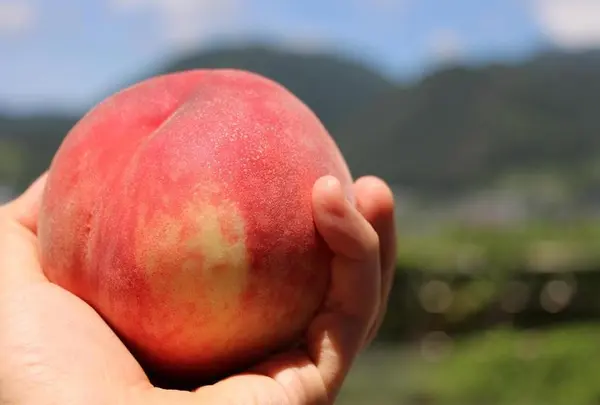 カフェ ラペスカ