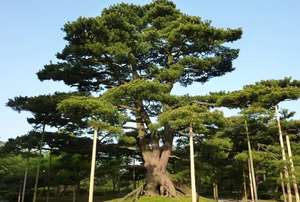 金沢城・兼六園
