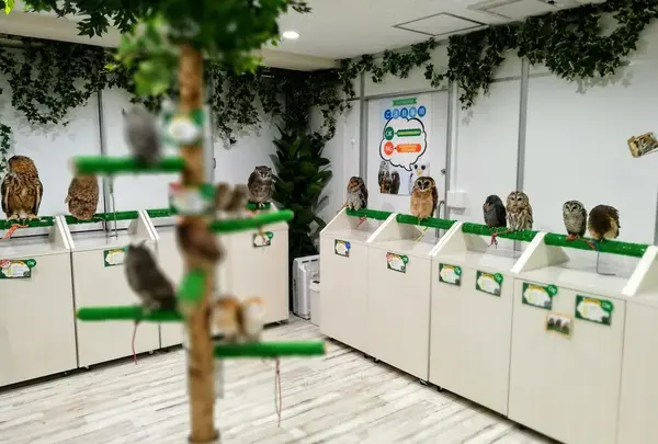 アニマルルームいけもふ