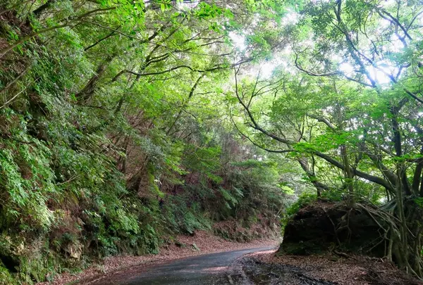 西部林道