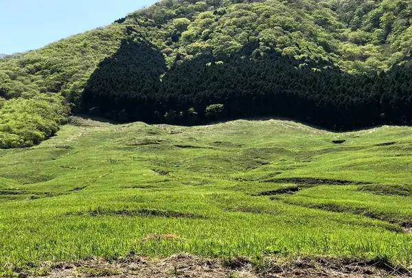 仙石原すすき草原