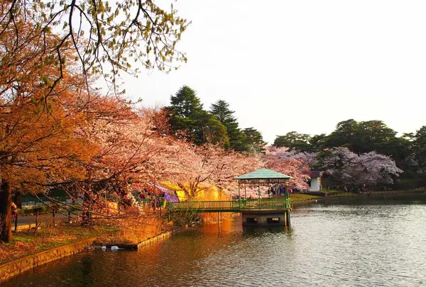 大宮公園の写真・動画_image_427868