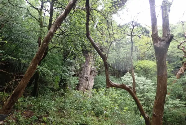 縄文杉