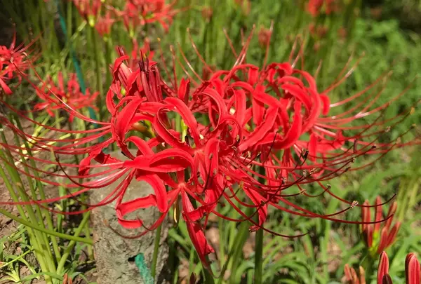 曼珠沙華公園