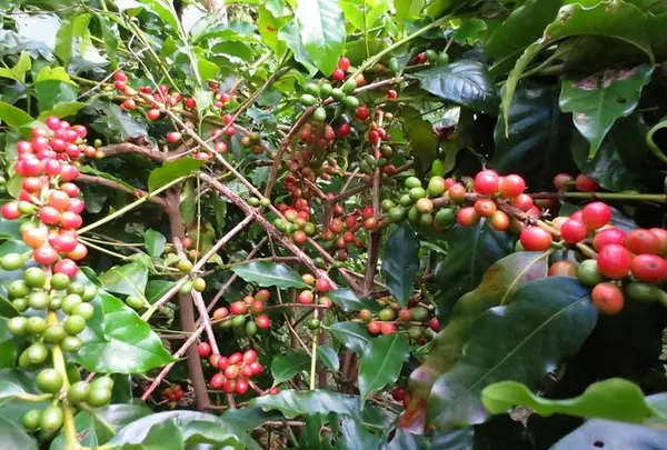 Nose's Farm Garden 野瀬農園