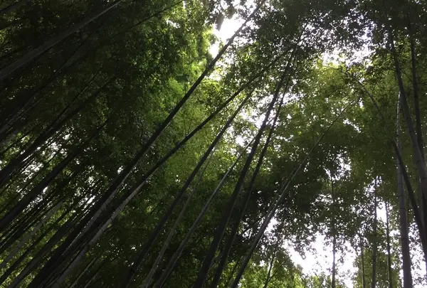 報国寺（竹寺）
