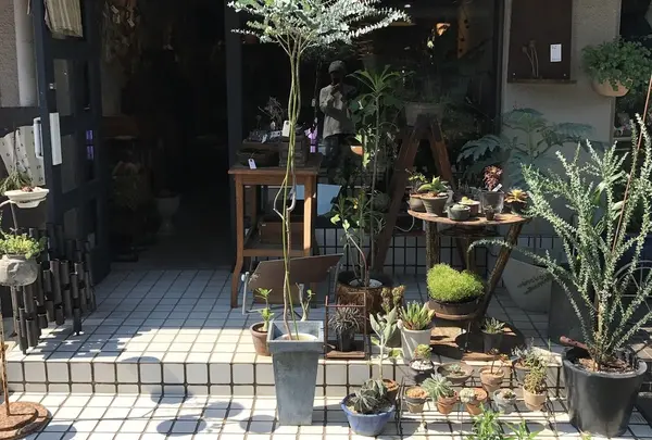植物と古道具 plan／plants and antiques