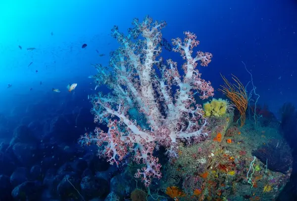 マリンクリエイト井田 (Marine Create ITA)