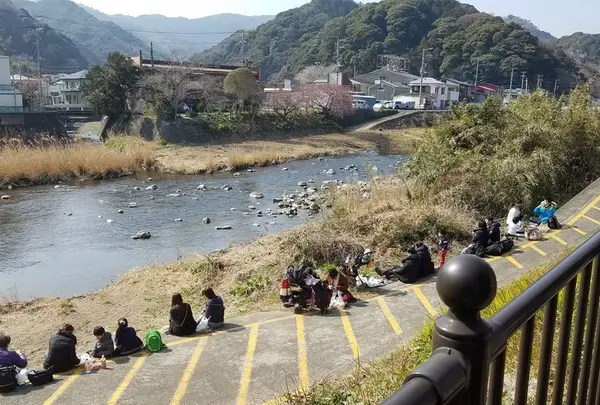 河津桜まつり