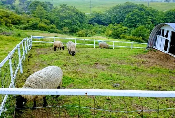 日光霧降高原大笹牧場