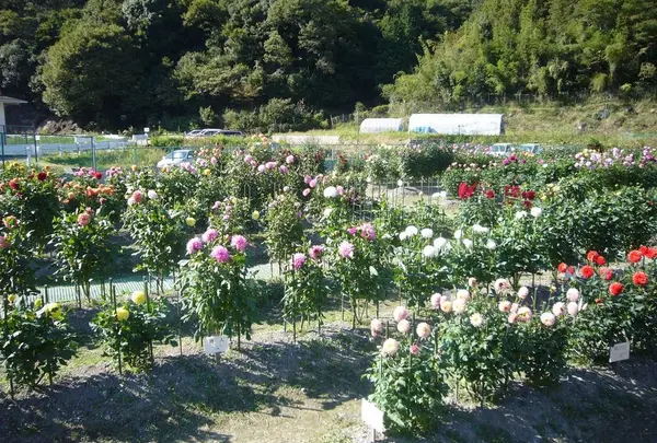 黒川ダリア園