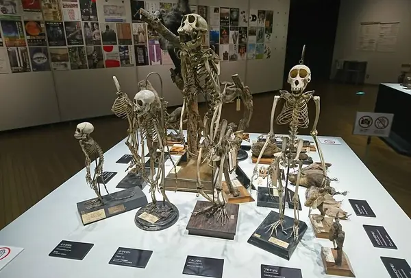 京都大学総合博物館
