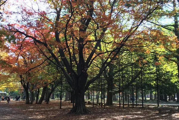 円山公園