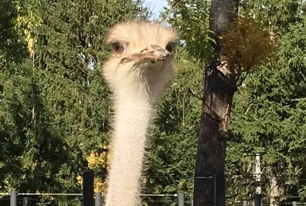 円山動物園