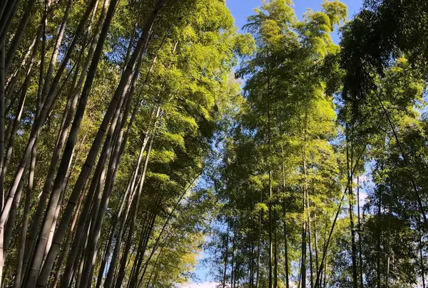 竹林の小径