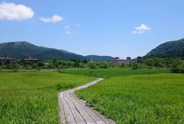 箱根湿生花園の写真・動画_image_450244