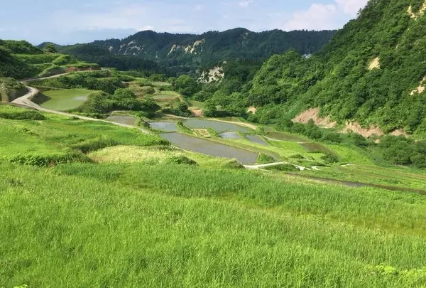 四ケ村の棚田