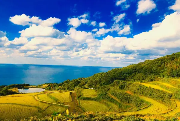 東後畑棚田の写真・動画_image_453702